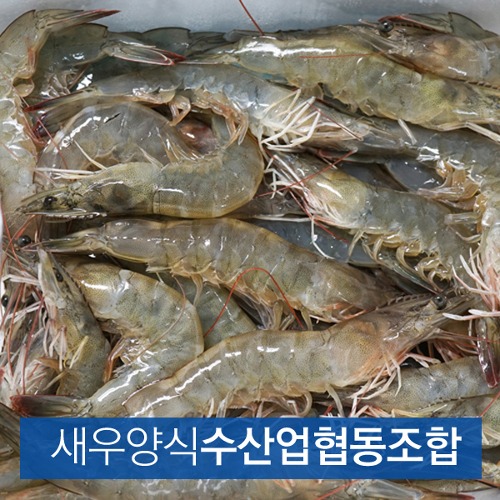 (새우양식수산업협동조합) 흰다리새우 1kg (35~40미내외) 왕새우 냉동