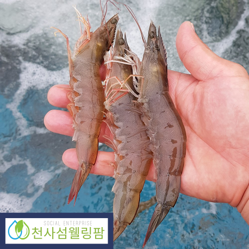 (천사섬웰링팜) 신안 왕새우 1kg (25~55미)